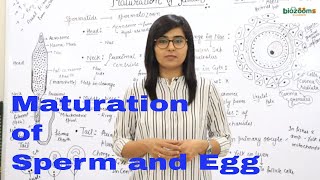 Stages of Maturation in Sperm and Ovum Maturation of Gametes  Human Rep Dr Poonam Biozooms [upl. by Jo-Ann]