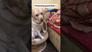 Rubi 😻  labra rubi  youtubeshorts shorts labrador doglover funny cute emotional songs [upl. by Yatnoed]