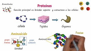 Proteínas Biomoléculas [upl. by Bina]