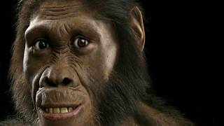 Australopithecus [upl. by Ellemac]