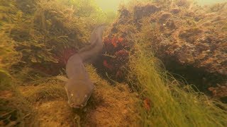 Underwater Hampshire Avon Weir Pool Winkton Pike Perch amp Eels [upl. by Imaj]