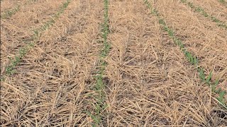 Dont call SOIL dirt Cover crop corn emergence Regenerative soil spotlight [upl. by Sivrahc772]