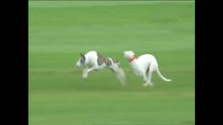 Howdododo Coursing Champion stakes 2017 [upl. by Hamlet]