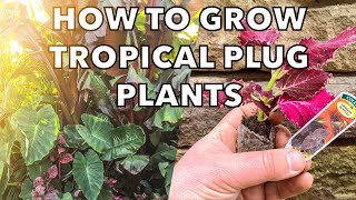 How to Grow Plug Plants for a Budget Tropical or Flower Garden [upl. by Ahsimot584]