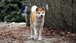 HachiKo  Fidèle  morceau choisi [upl. by Jenesia835]