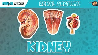 Renal  Kidney Anatomy Model [upl. by Ahsinelg568]