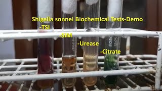 Shigella sonnei Biochemical Tests Demonstration [upl. by Lawson882]