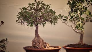 Bonsai Exhibition organised by Banyan Bonsai club Vadodara [upl. by Llerraf]