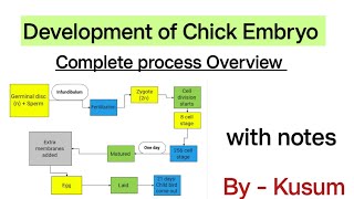 Development of Chick Embryo Complete Process Overview  MSc  Bsc  Development Biology  By kusum [upl. by Gilus]