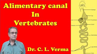 Alimentary canal in Vertebrates  Digestive system in Vertebrates [upl. by Matheson]