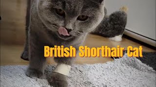 British Shorthair Cat  Kedi Hakem Dayak Yemiş [upl. by Ruford37]