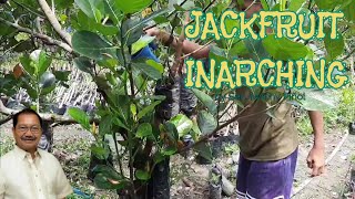 Part1 Approach grafting and inarching  Vegetative propagation in jackfruit by Sec Manny Piñol [upl. by Nibaj]