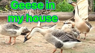 Geese in my home my home pet so cute [upl. by Soirtemed866]