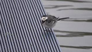 Pied Wagtail on the jetty [upl. by Bethany]