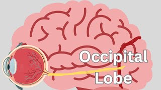 Occipital Lobe [upl. by Dachia]