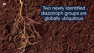 Using metagenomics data to examine the global distribution of Nitrogenfixing microbes [upl. by Shirleen]