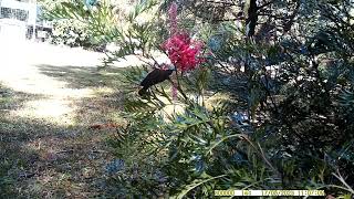 Eastern spinebill camera trap footage [upl. by Yennej]