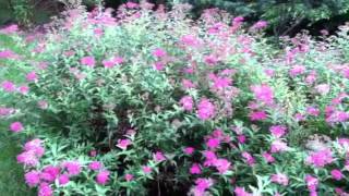 Low Maintenance Border Shrub  Neon Spirea flowers [upl. by Sasnak]