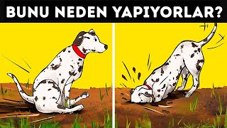 Köpeklerin 19 Tuhaf Davranışının Gerçek Anlamları [upl. by Oynotna]