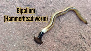 Hammerhead Worm BIPALIUM Predatory Behavior [upl. by Spearman]