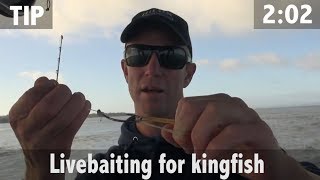 LIVEBAITING FOR KINGFISH [upl. by Bartholomeus782]