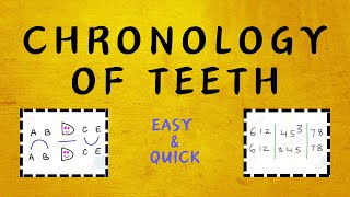 Confused About Eruption Time of Teeth  Learn the easy way [upl. by Hovey]