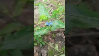 ফুলের নাম কানছেড়া কানচেড়াকানচুরাকানাইয়া বৈজ্ঞানিক নাম Commelina benghalensis [upl. by Fiertz]