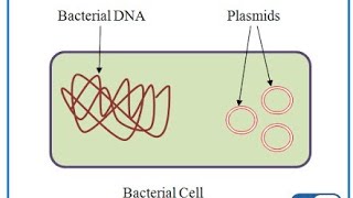 EPISOME VS PLASMID [upl. by Stodder319]