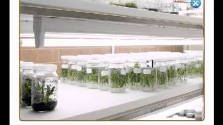 Tissue culture lab [upl. by Klina]