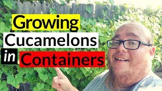 Growing cucamelons in containers [upl. by Elvis56]