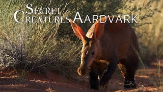 Secret Creatures Africas earth pig the Aardvark [upl. by Koziel]