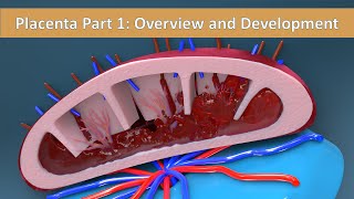 Placenta Part 1 Overview and Development of Placenta [upl. by Brainard]