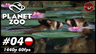 Powitajmy Szopy pracze  4  Planet Zoo PL [upl. by Iturk619]