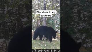 Blackbear in my backyard [upl. by Rohn]