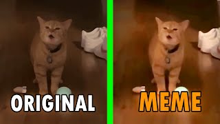 I go meow Original Vs Meme  I go meow cat meme [upl. by Anayeek153]