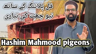 Hashim mahmood pigeons [upl. by Aihseyn]