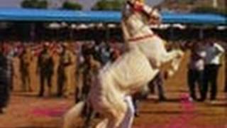 Dance performance by Horse Pushkar fair [upl. by Mandi]