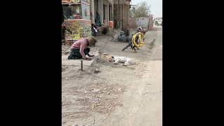 Prank with dog animal funny video shorts viral [upl. by Darrel]