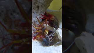 Peacock Mantis Shrimp molting [upl. by Broucek]