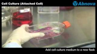 Cell Culture Attached Cell [upl. by Sancha]