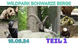 Unser Besuch im Wildpark Schwarze Berge am 18052024  Teil 1  Fuchs Luchs m Nachwuchs Flugshow [upl. by Anitrak704]