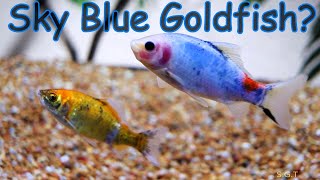 Sky Blue Goldfish plus Translucent looking fry [upl. by Ativad]