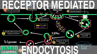 Receptor Mediated Endocytosis  Clathrin Mediated Endocytosis  Endocytosis Part 4 [upl. by Hannaoj814]