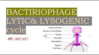 Bacteriophage lytic and lysogenic cycle icarjrf icarjrfplantscience bacteriology mycology jrf [upl. by Berner18]