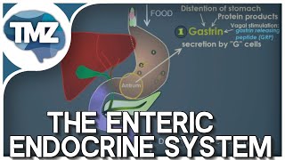 GI Tract Control Gastrin CCK Secretin Motilin and Gastric Inhibitory Peptide Updated Audio [upl. by Dryden66]