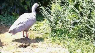 Cape Barren Goose at the Natural Bridge Zoo [upl. by Odella]