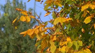 NC Fall Foliage When leaves will reach their peak color [upl. by Sascha]