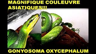 MAGNIFIQUES couleuvres ASIATIQUES  Gonyosoam oxycephalum [upl. by Aram641]