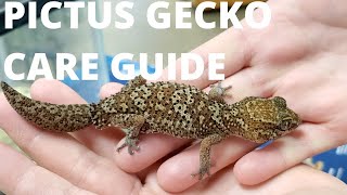 Pictus Gecko Care Guide [upl. by Asirem]