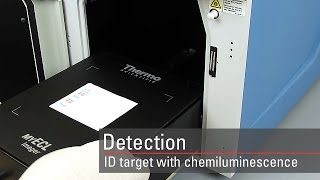 Detect your target proteins using chemiluminescent Western blot substrates [upl. by Letitia]